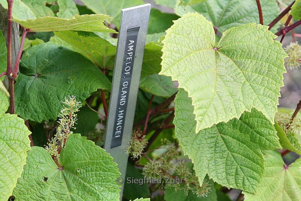 Ampelopsis glandulosa hancei