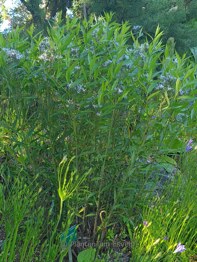 Amsonia tabernaemontana