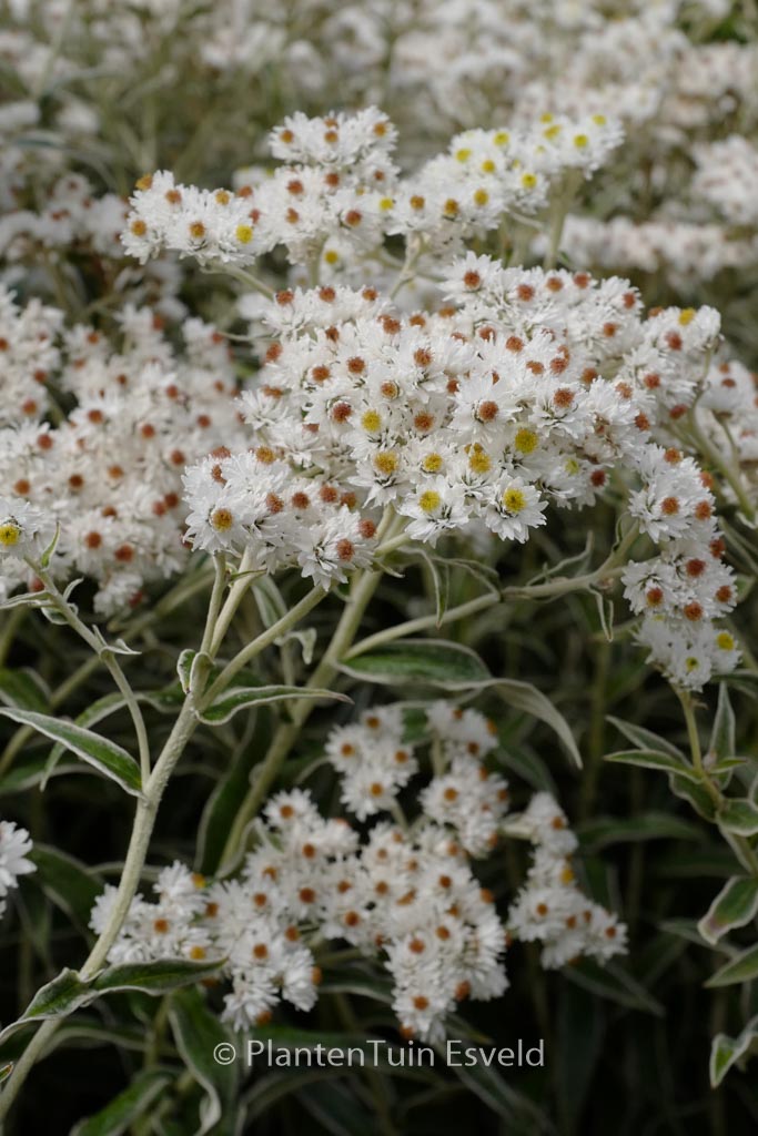 Anaphalis margaritacea var. yedoensis