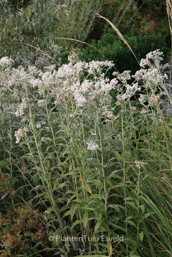 Anaphalis margaritacea