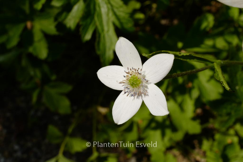 Anemone canadensis
