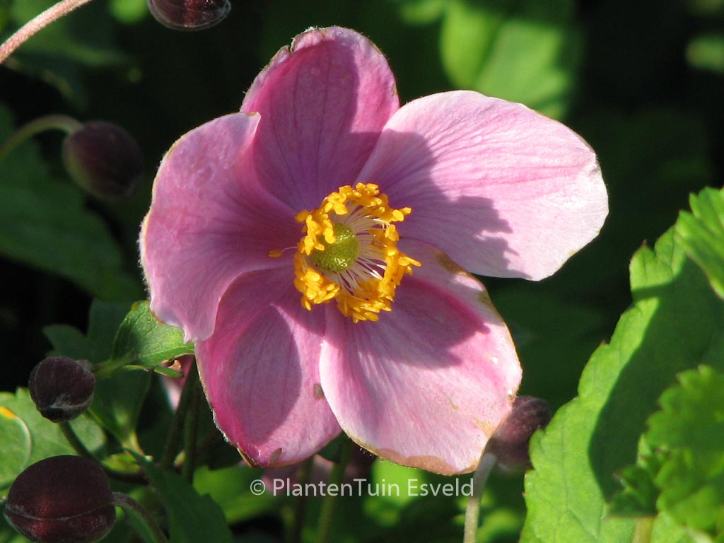 Anemone hupehensis ‘Praecox’
