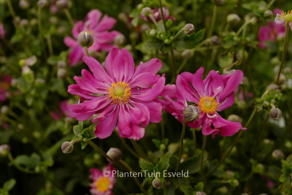Anemone hupehensis ‘Prinz Heinrich’