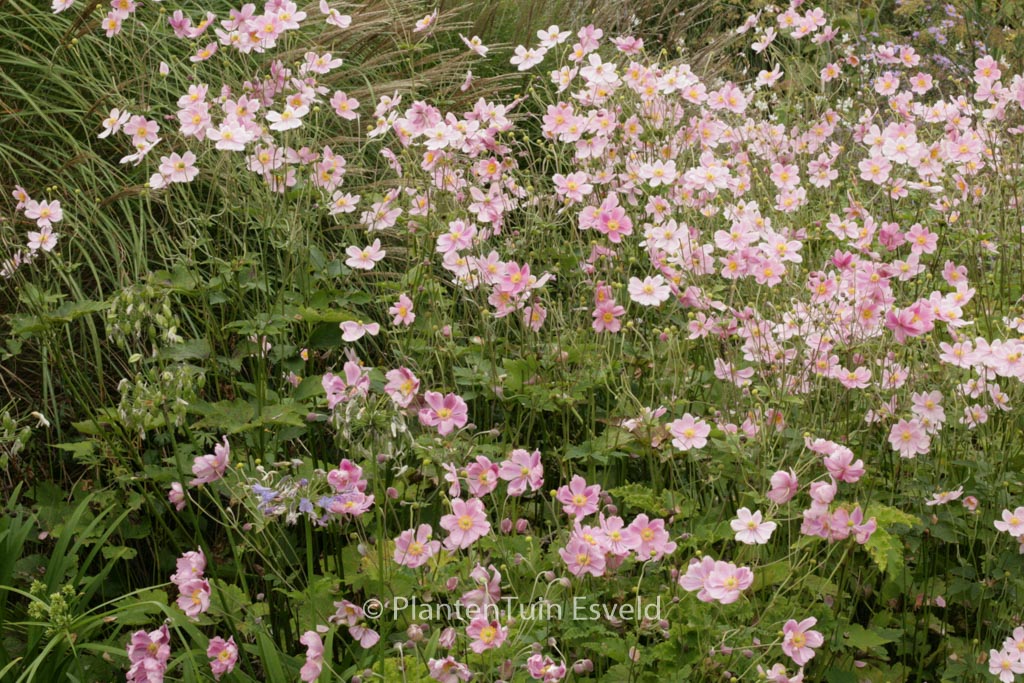 Anemone hupehensis ‘September Charm’