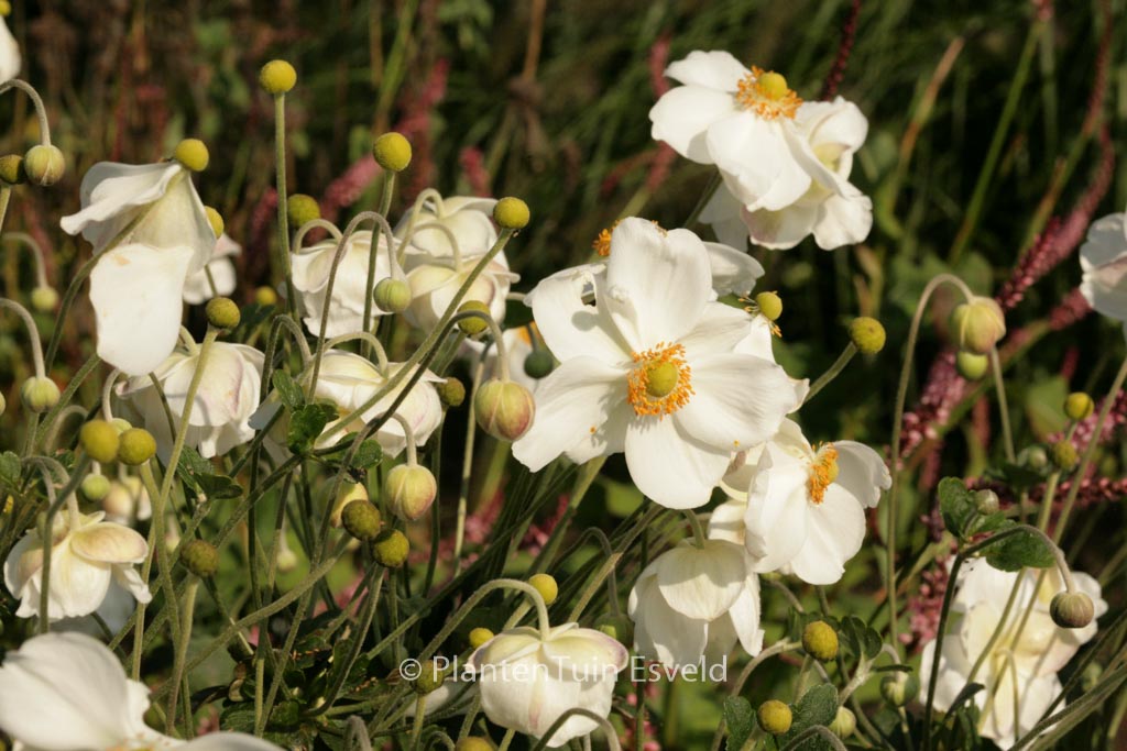 Anemone hybrida ‘Andrea Atkinson’