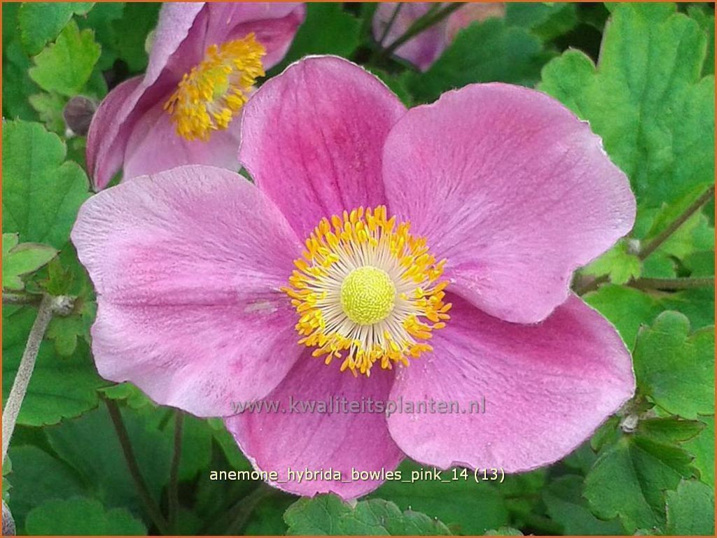 Anemone hybrida ‘Bowles Pink’