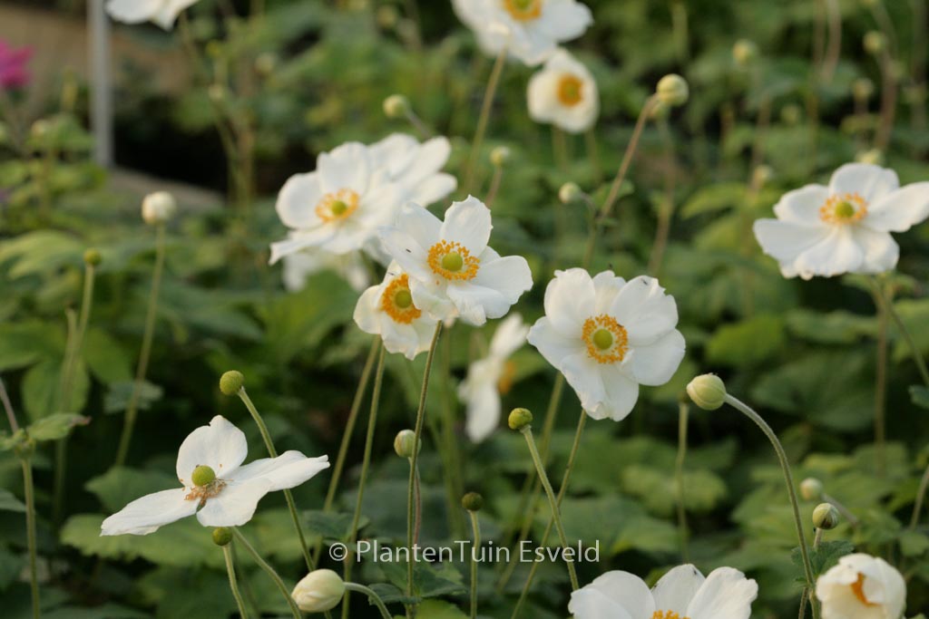 Anemone hybrida ‘Coupe d’Argent’