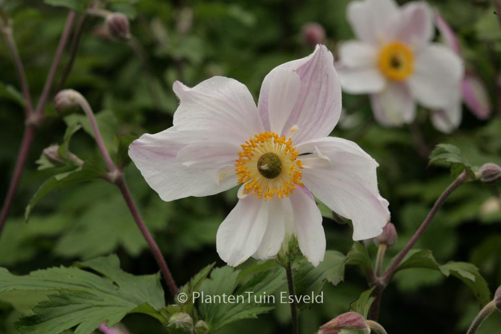 Anemone hybrida ‘Dainty Swan’