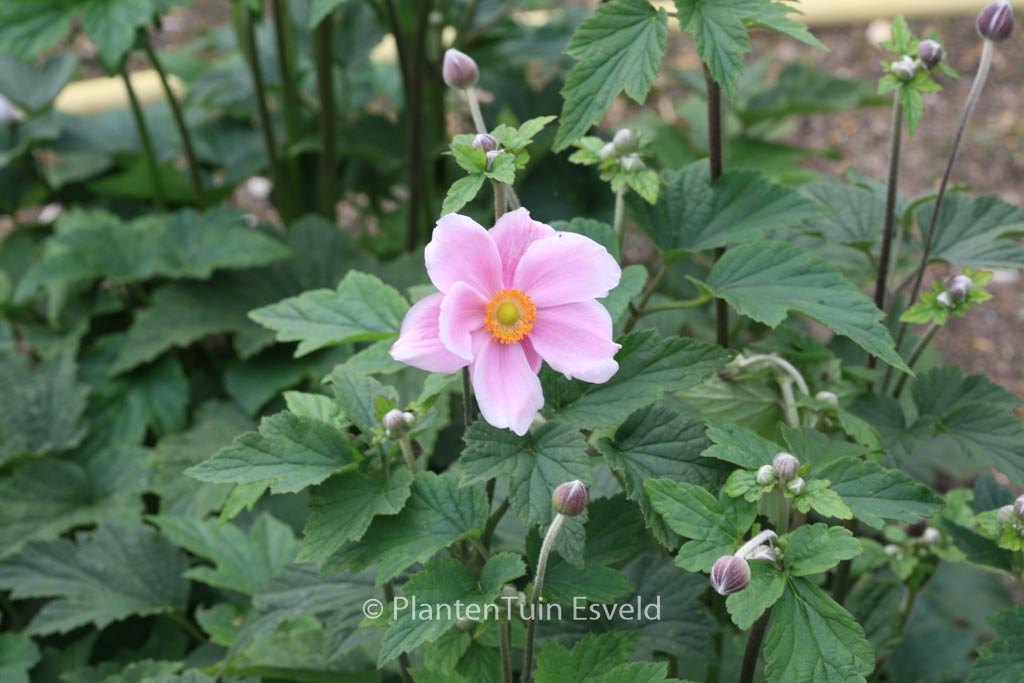 Anemone hybrida ‘Loreley’