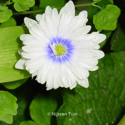 Anemone nemorosa ‘Blue Eyes’