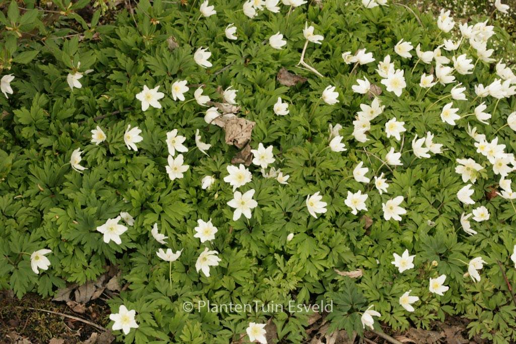 Anemone nemorosa ‘Hilda’