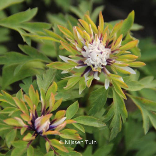 Anemone nemorosa ‘Monstrosa’