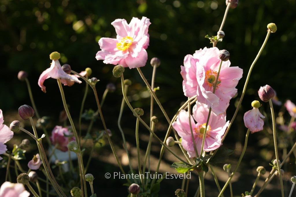 Anemone tomentosa ‘Septemberglanz’