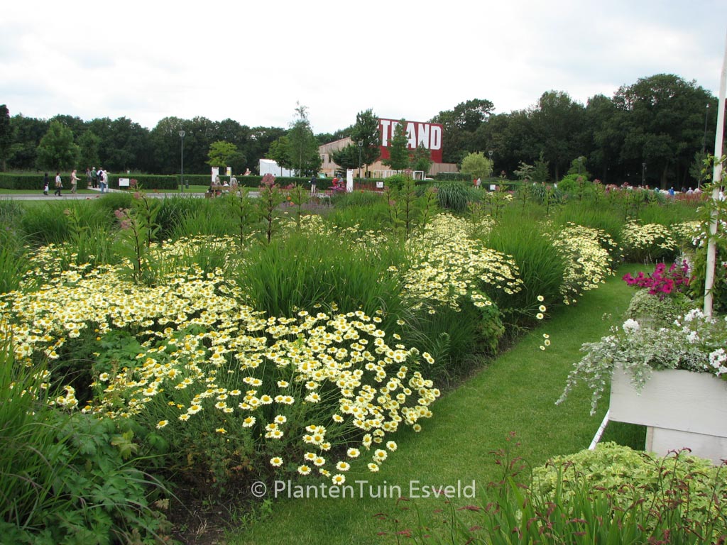 Anthemis hybrida ‘Wargrave’