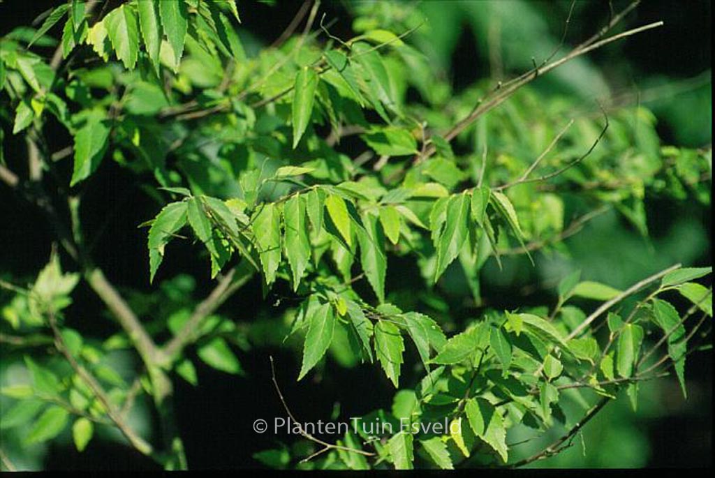Aphananthe aspera