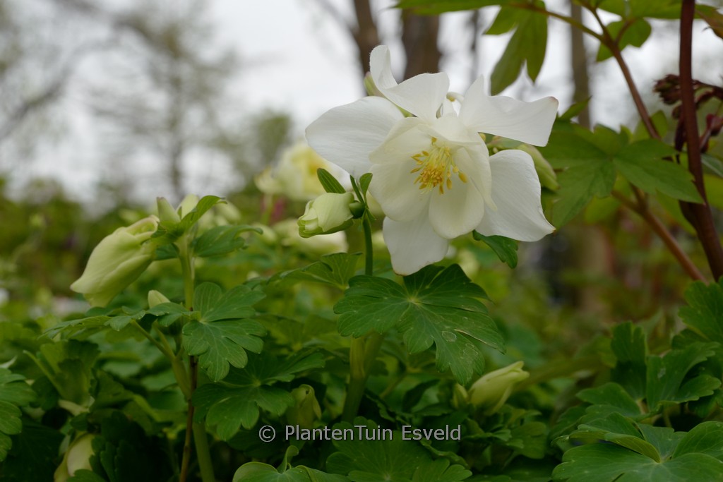 Aquilegia ‘Spring Magic White’