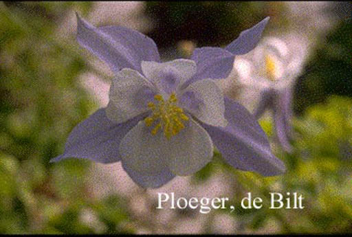 Aquilegia caerulea