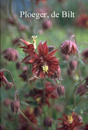 Aquilegia vulgaris ‘Ruby Port’