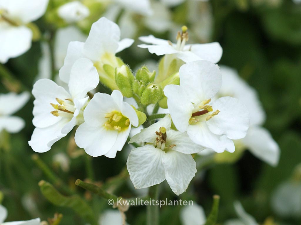 Arabis caucasica ‘Snowcap’