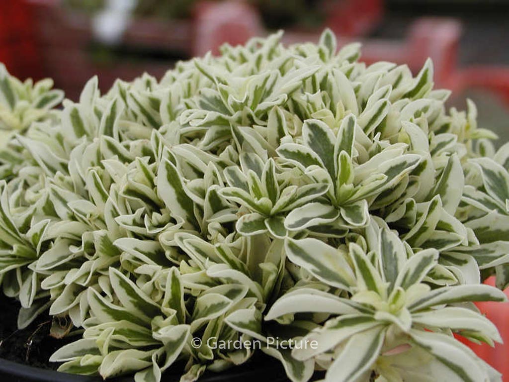 Arabis ferdinandi-coburgii ‘Variegata’