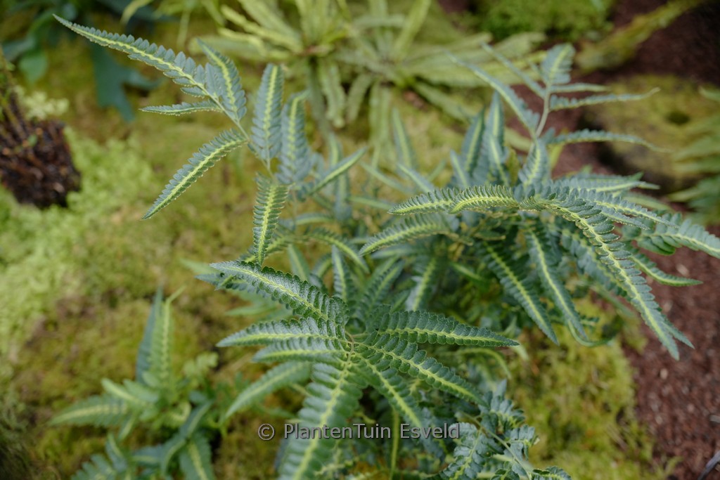 Arachnoides aristata ‘Variegata’