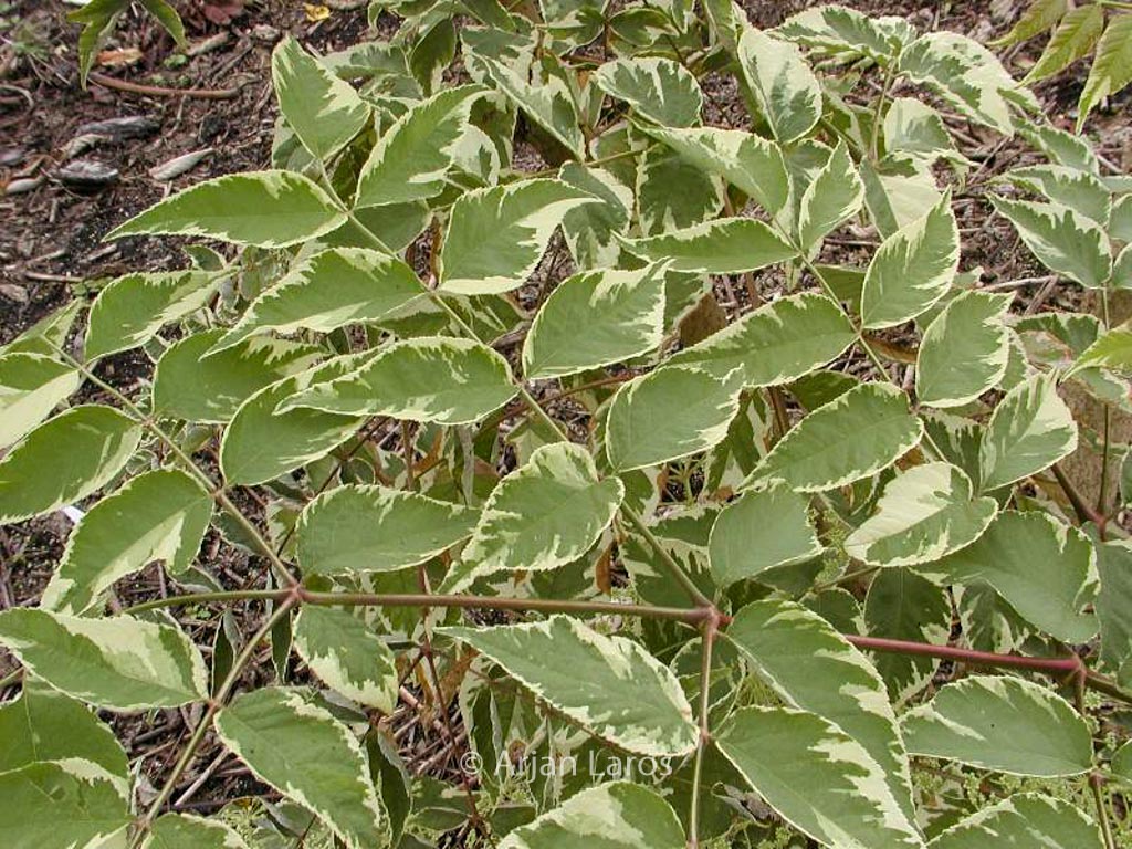 Aralia elata ‘Silver Umbrella’