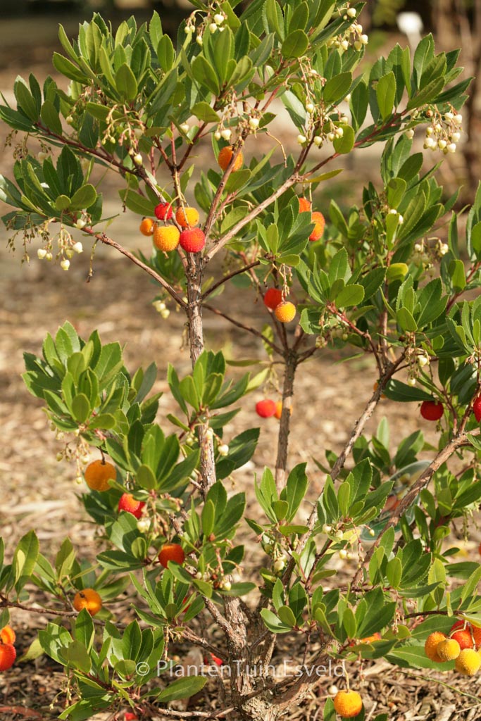 Arbutus unedo ‘Compacta’
