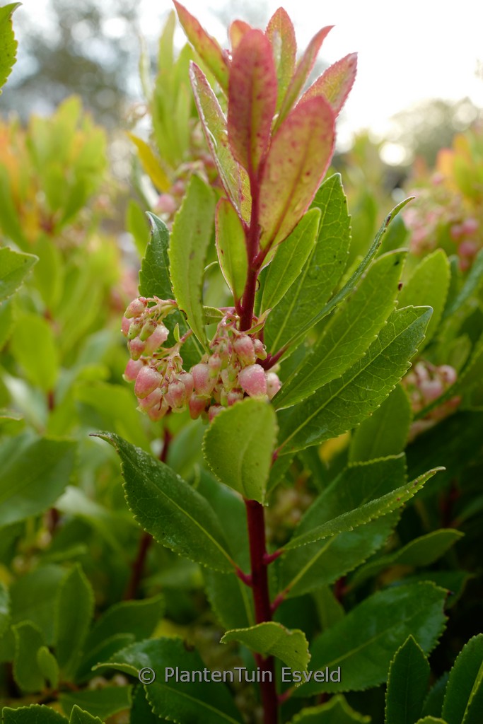 Arbutus unedo ‘Minlily’ (ROSELILY)