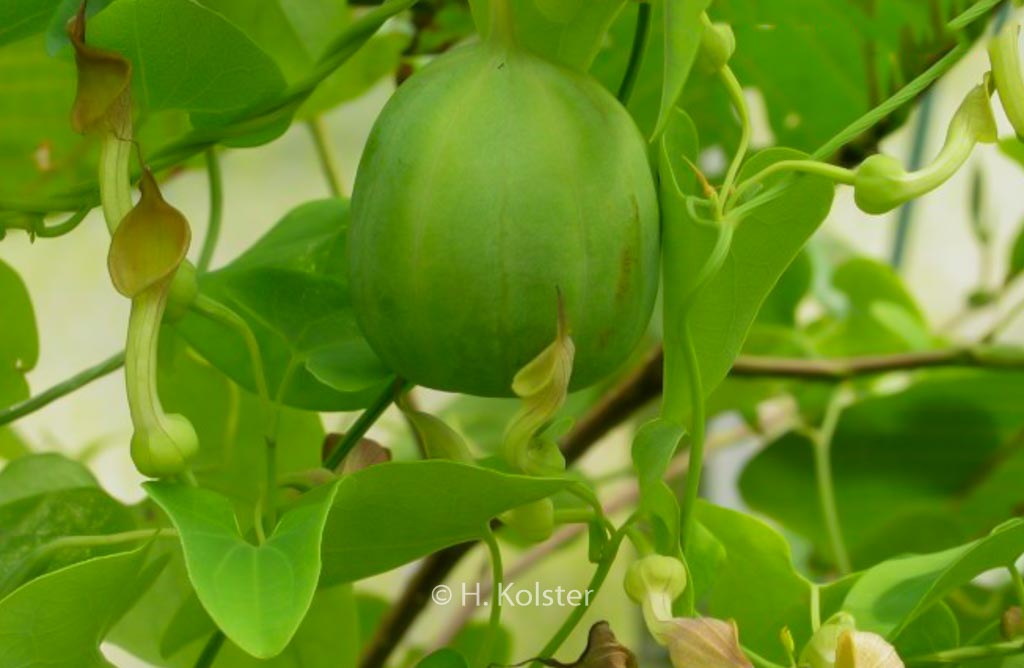 Aristolochia debilis