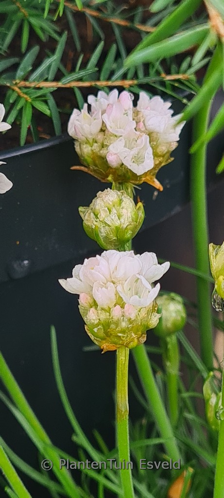 Armeria maritima ‘Alba’