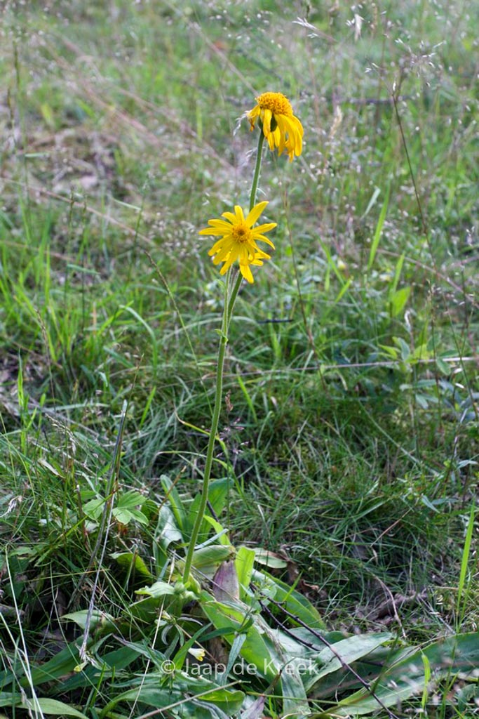 Arnica montana