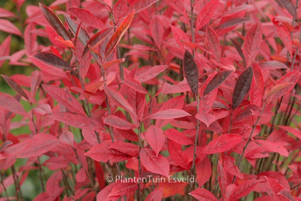 Aronia arbutifolia ‘Erecta’