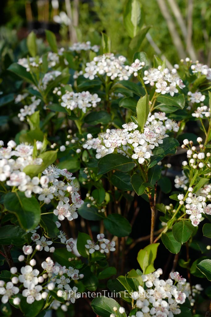 Aronia melanocarpa ‘Autumn Magic’