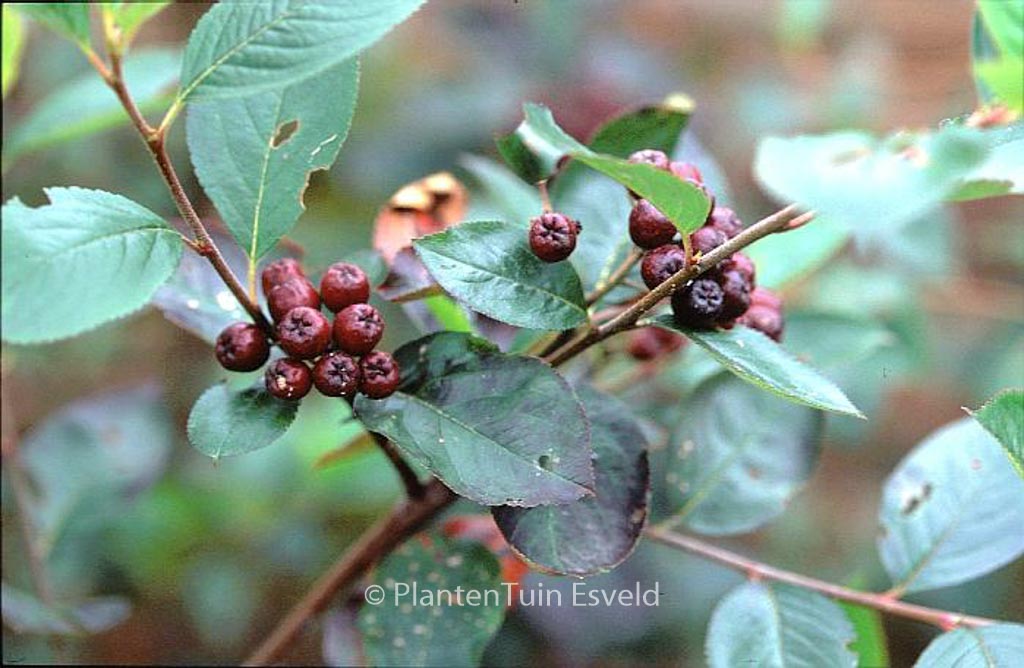 Aronia prunifolia ‘Aron’