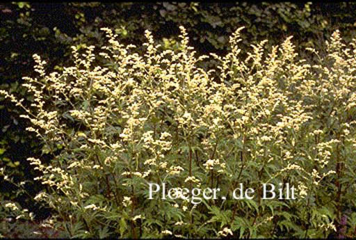 Artemisia lactiflora ‘Guizhou’