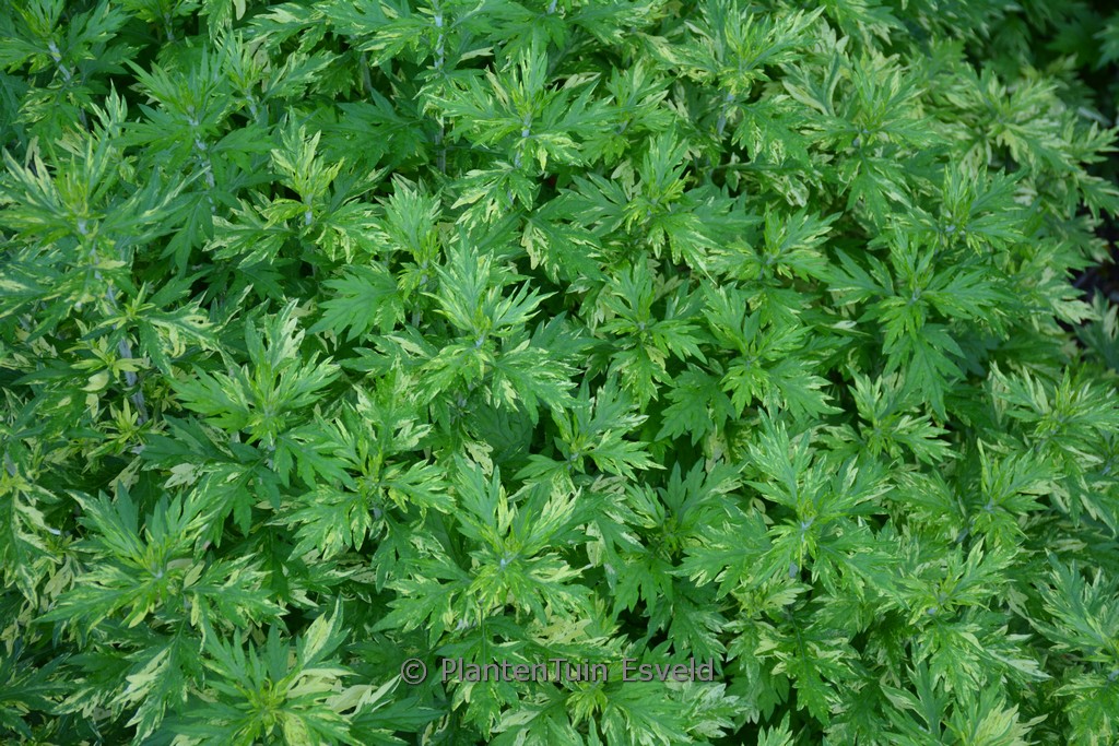 Artemisia vulgaris ‘Oriental Limelight’