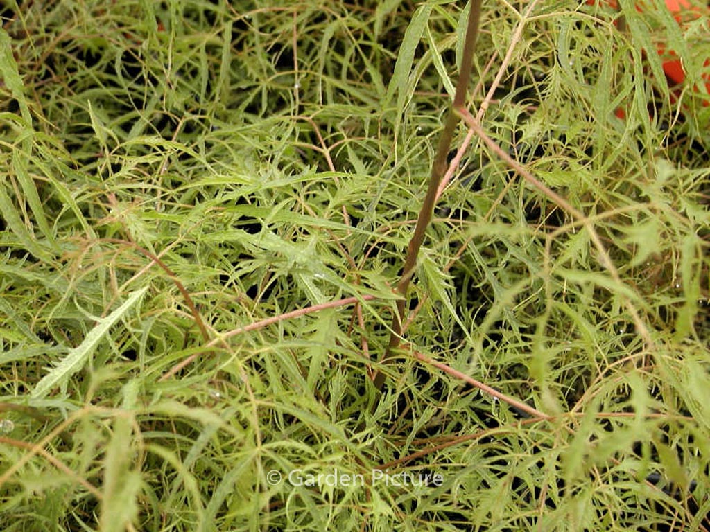 Aruncus dioicus ‘Kneiffii’