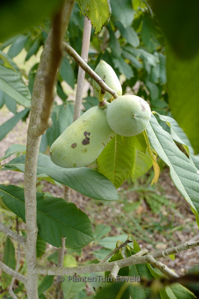 Asimina triloba ‘Sunflower’