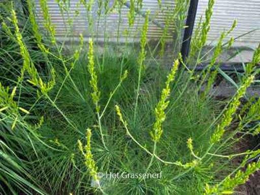Asphodeline liburnica