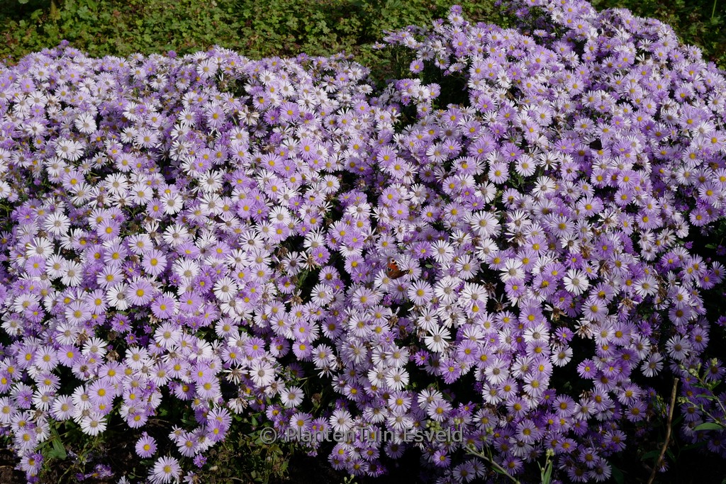 Aster ‘JS Bart’s Blue Beauty’