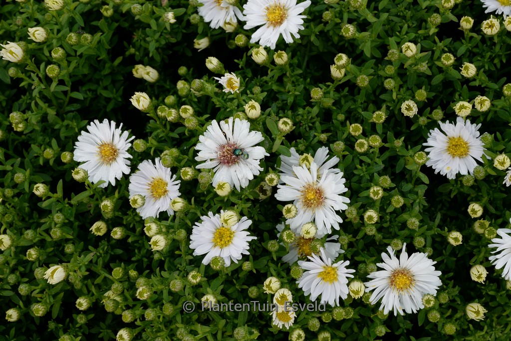 Aster ‘Kristina’