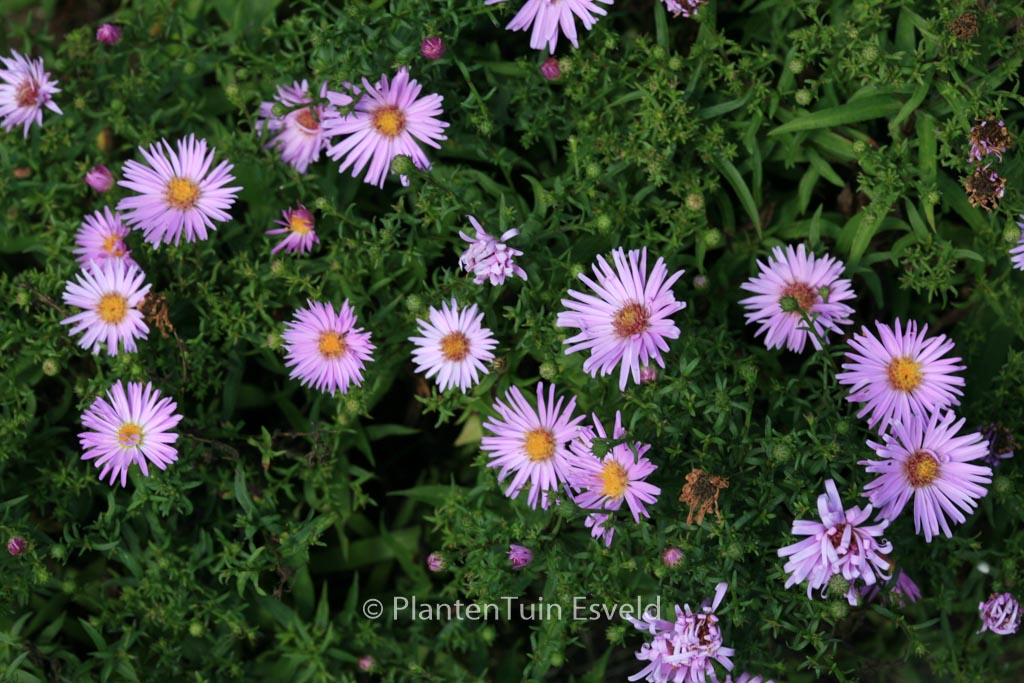 Aster ‘Peter Harrison’