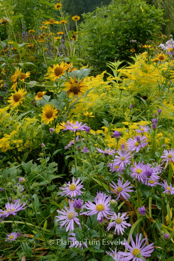 Aster ‘Professor Anton Kippenberg’