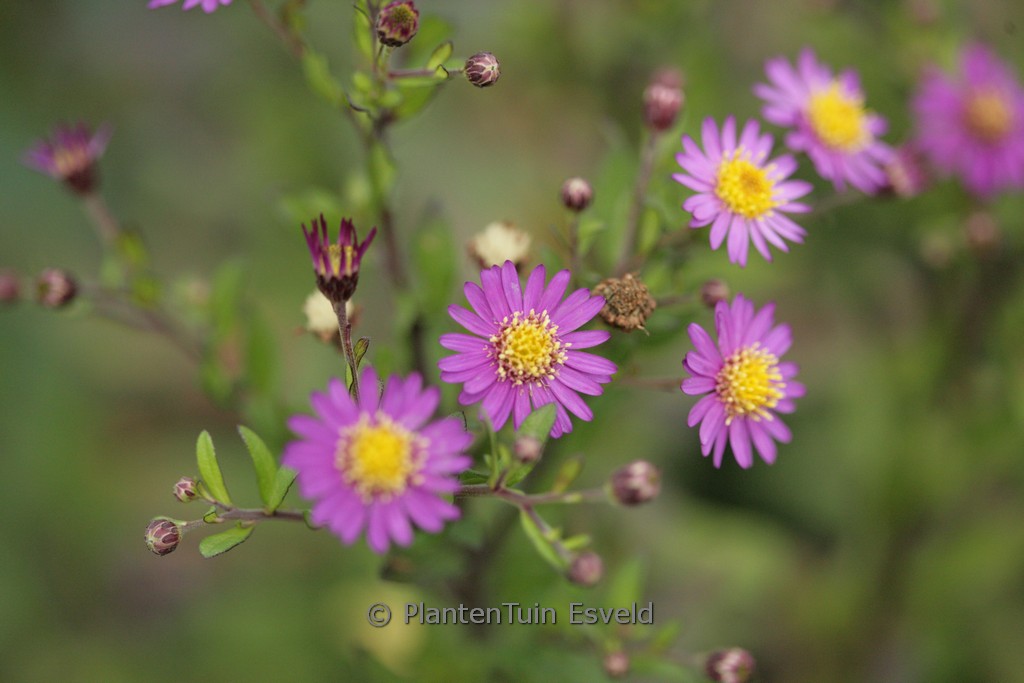 Aster ageratoides ‘Ezo murasaki’