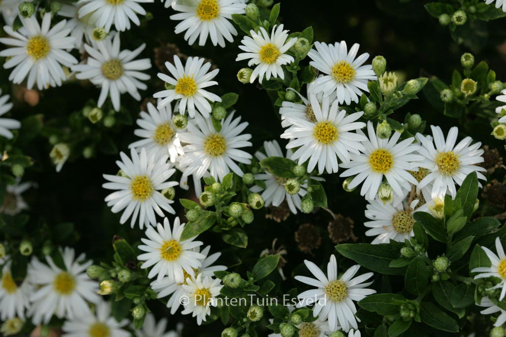 Aster ageratoides ‘Starshine’