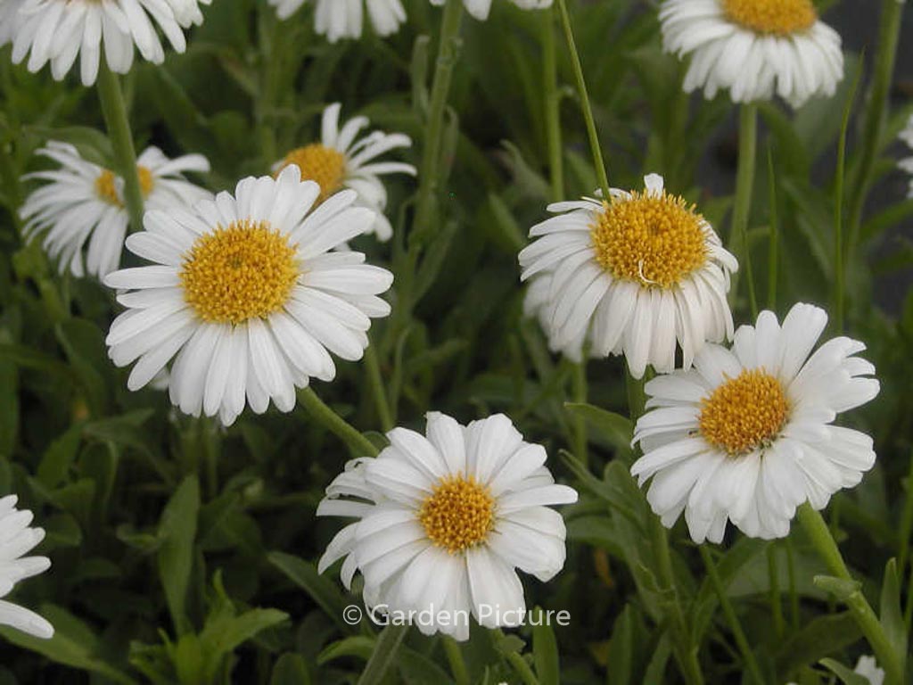 Aster alpinus ‘Albus’