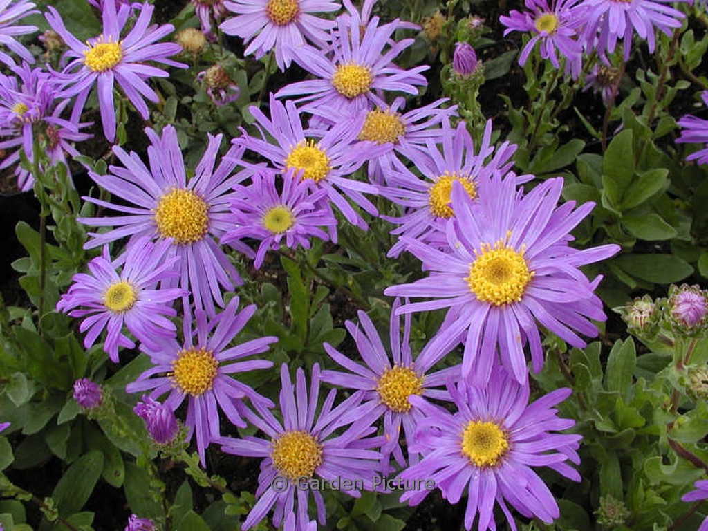 Aster amellus ‘Gründer’