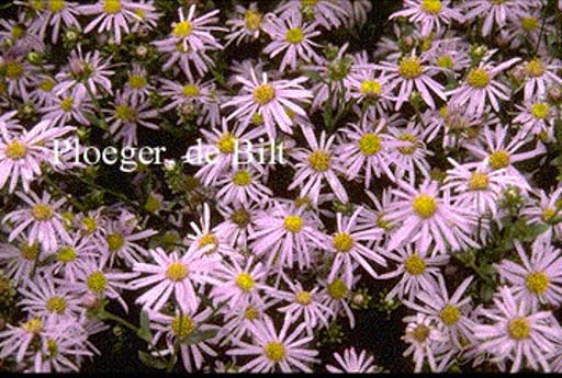 Aster amellus ‘Rudolf Goethe’