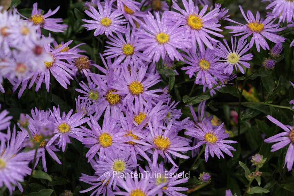 Aster amellus ‘Sternkugel’