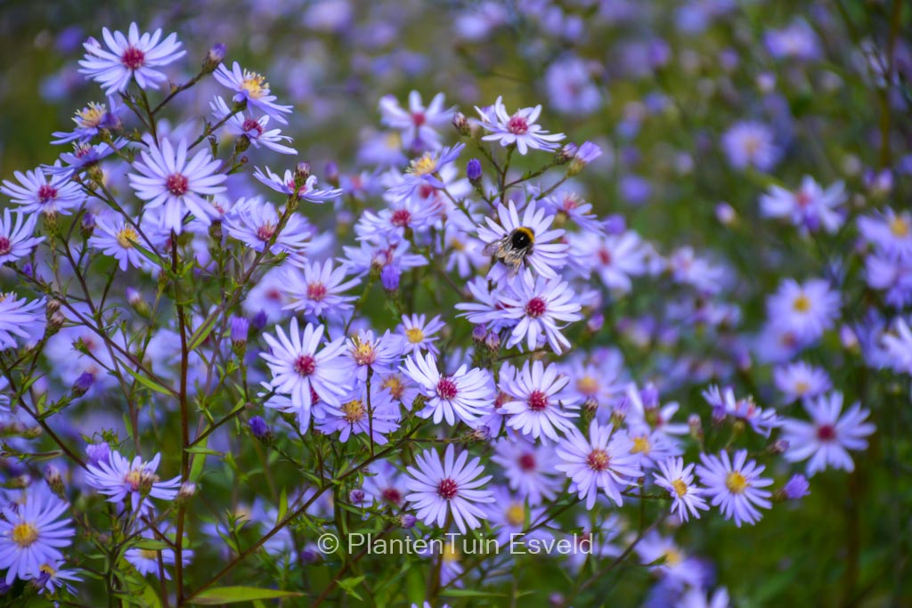 Aster cordifolius ‘Photograph’
